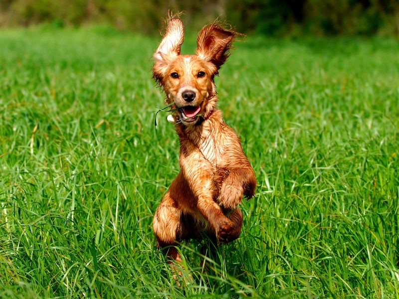 Pet Advice for Firework Season