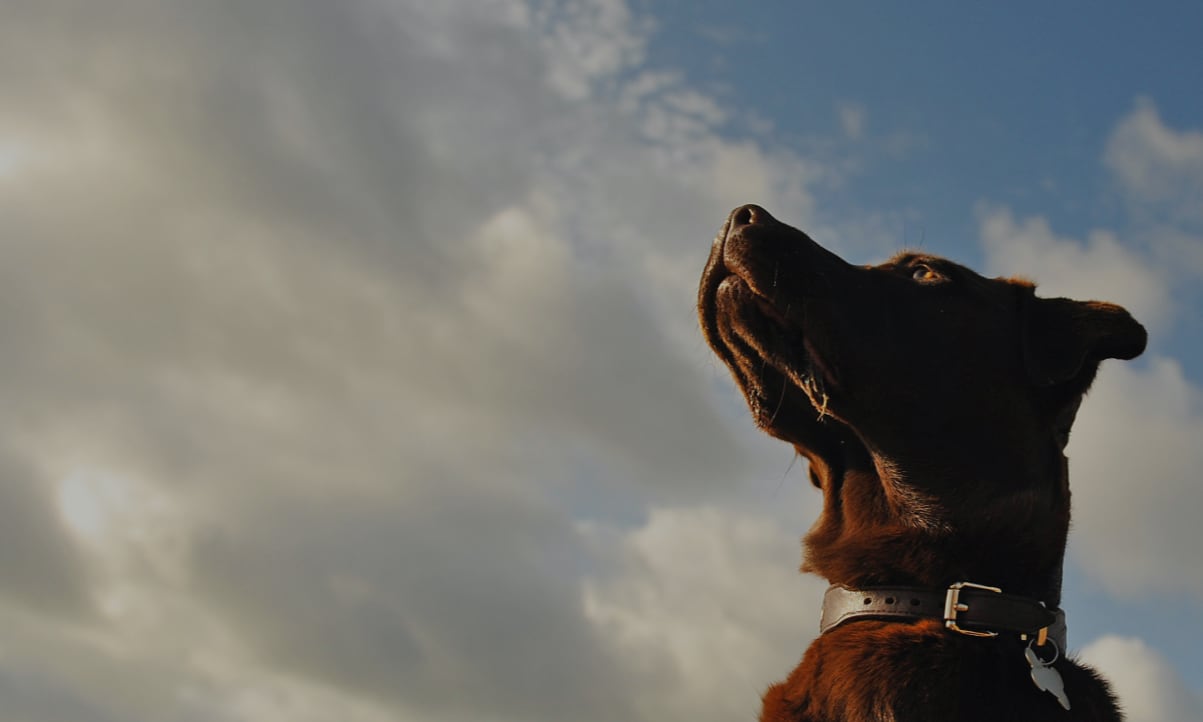 Storrington Arun Veterinary Group